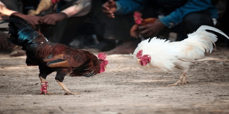 Đá gà cựa dao