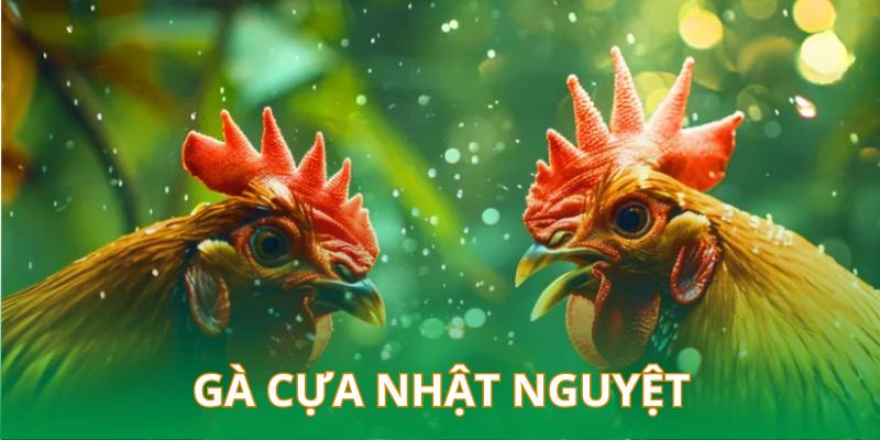 gà cựa nhật nguyệt